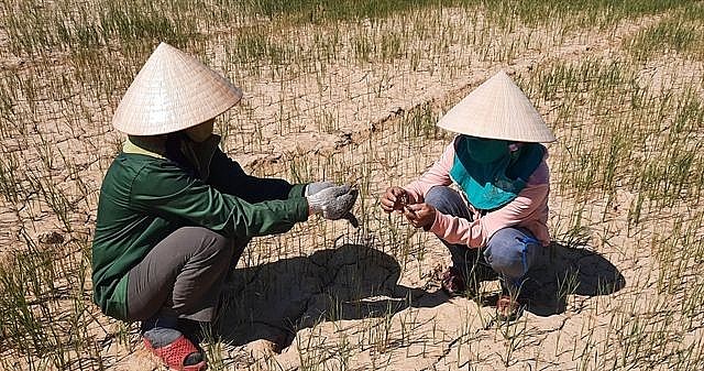 Prolonged drought in the central province of Quảng Trị caused severe damage to local farmers' crops in July last year. — VNA/VNS