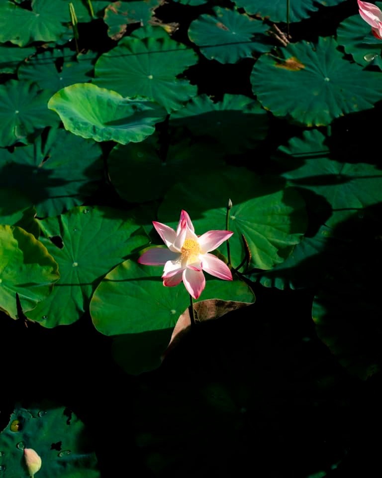 Photo: Bui Ngoc Cong