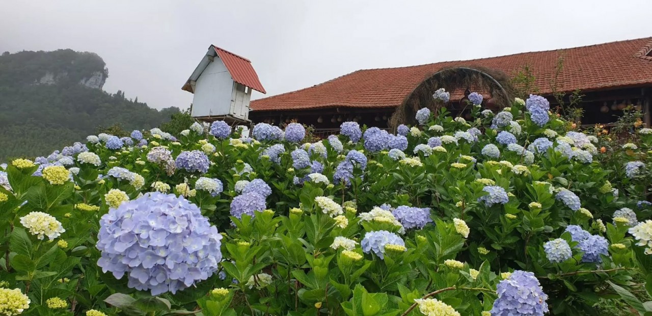 6 Beautiful Green Camping Spots in Cao Bang