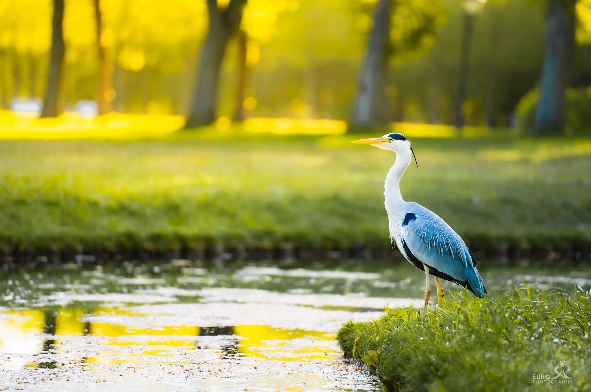 Enchanting Schwerin Castle through the Lens of a Vietnamese Photographer
