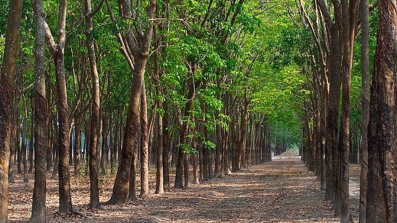 16 Beautiful and Unspoiled Tourist Destinations in Binh Phuoc
