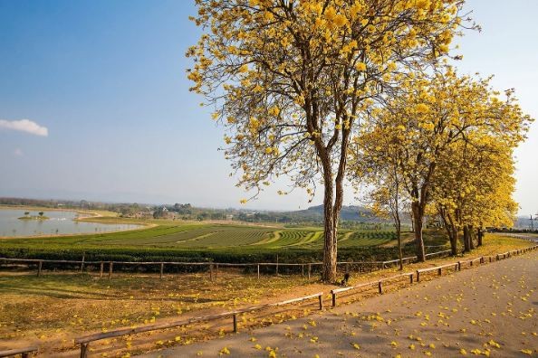 Thailand’s National Flower Trees Planted in Vinh Phuc Province