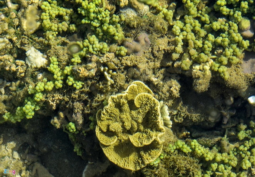 The masterpiece of open-air coral reef in Ganh Yen
