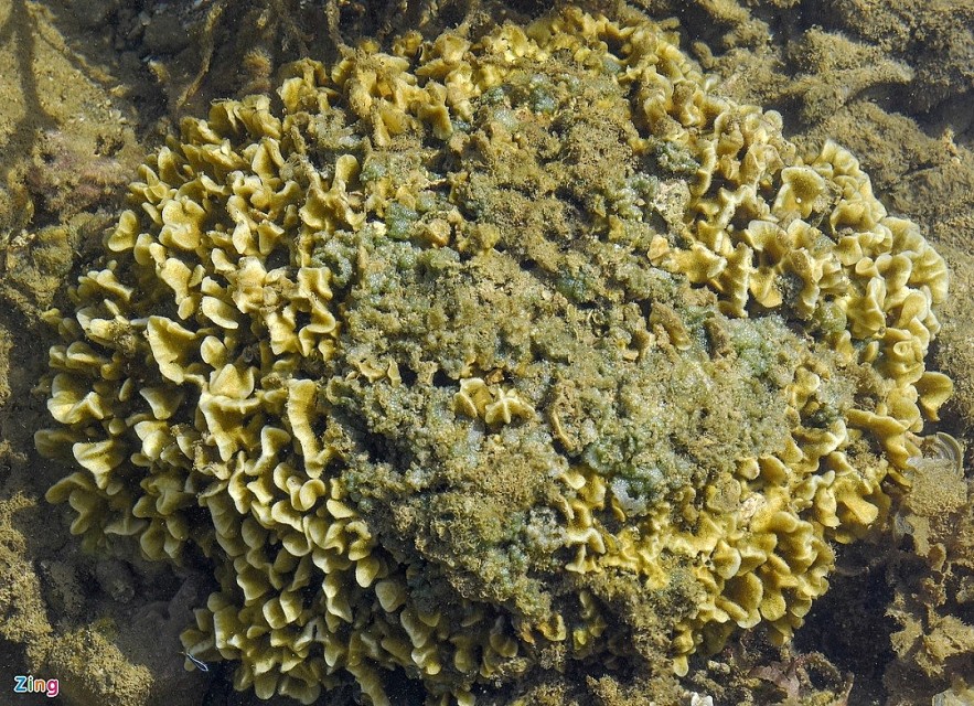 The masterpiece of open-air coral reef in Ganh Yen