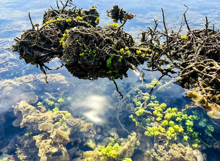 The masterpiece of open-air coral reef in Ganh Yen