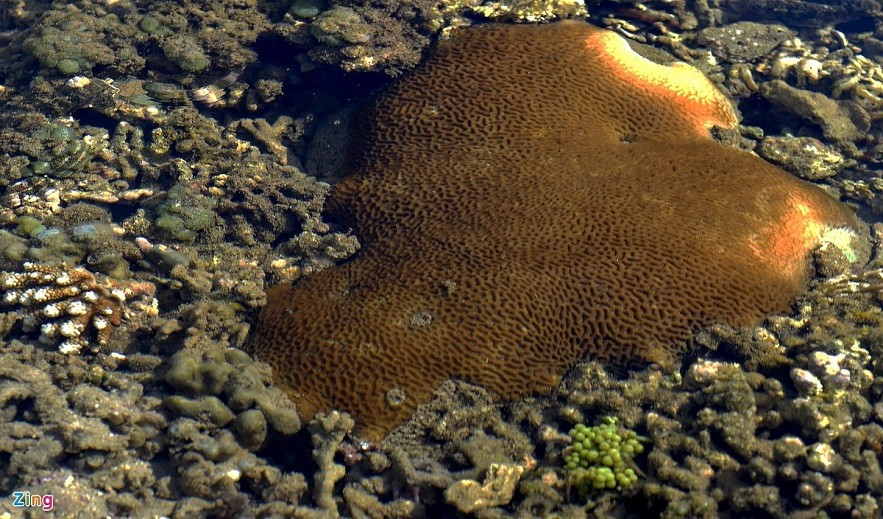 The masterpiece of open-air coral reef in Ganh Yen