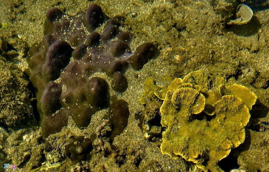 The masterpiece of open-air coral reef in Ganh Yen