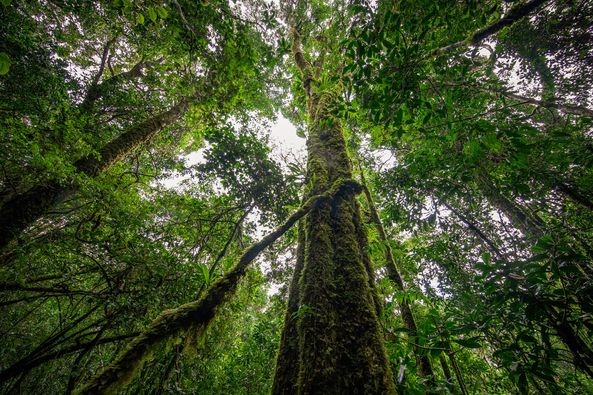 Vietnam – German Cooperate to Strengthen Sustainable Timber Production