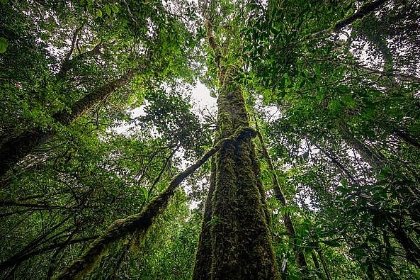 First Agreement On Emission Reduction Successfully Implemented in Vietnam