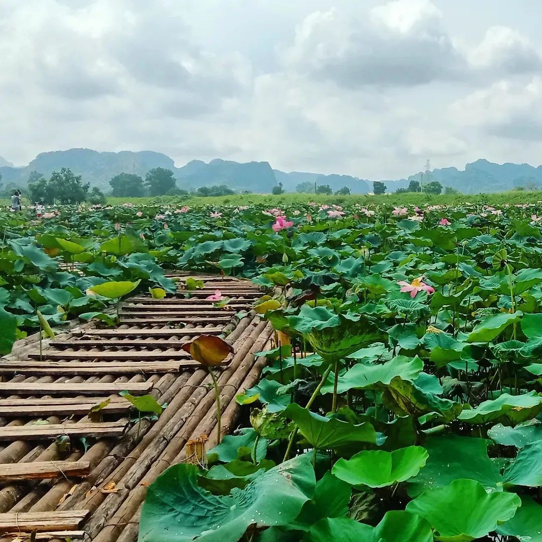 [Photo Series]: Lotus Season