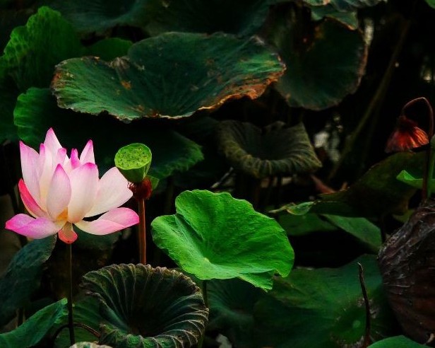 [Photo Series]: Lotus Season