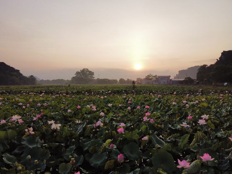 [Photo Series]: Lotus Season