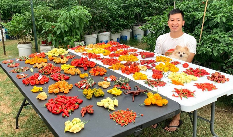 Oversea Vietnamese Grows More Than 500 Kinds Of Chili In America