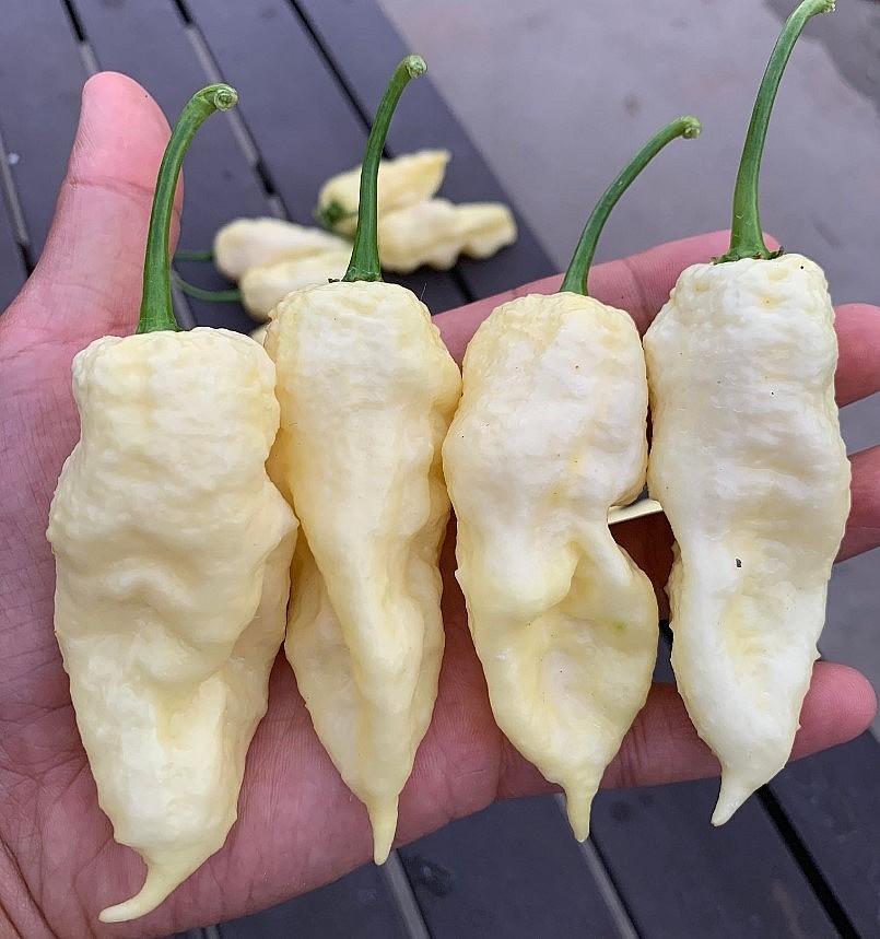 Oversea Vietnamese Grows More Than 500 Kinds Of Chili In America