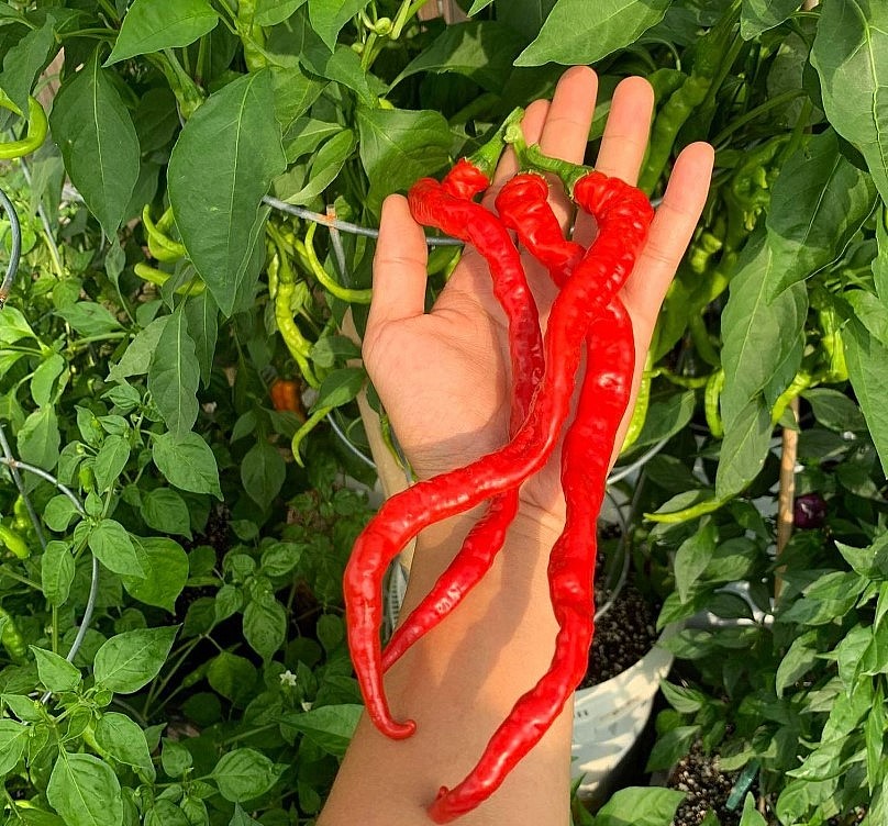 Oversea Vietnamese Grows More Than 500 Kinds Of Chili In America