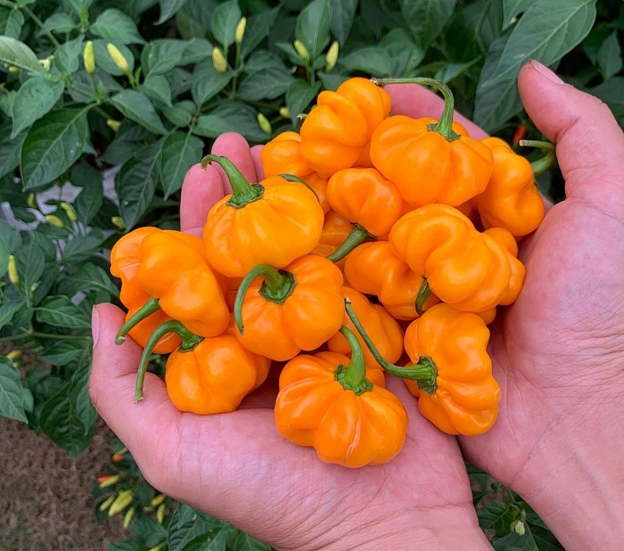 Oversea Vietnamese Grows More Than 500 Kinds Of Chili In America