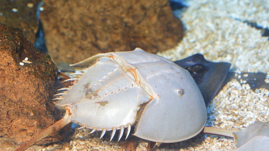 Horseshoe Crab - A Must-Try Delicacy of Ha Long