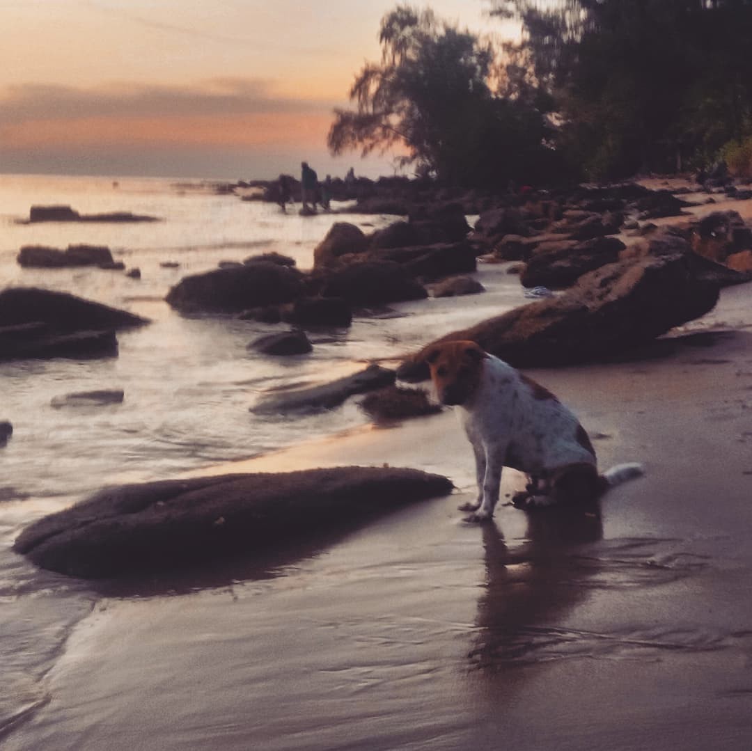 [Photo Series]: The Dog (& Pet) Days of Summer