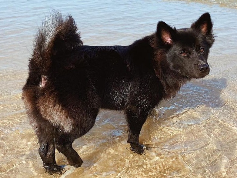 [Photo Series]: The Dog (& Pet) Days of Summer