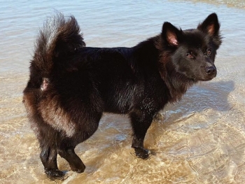 [Photo Series]: The Dog (& Pet) Days of Summer