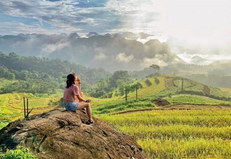 Four Locations to See the Ripe Golden Rice in the North