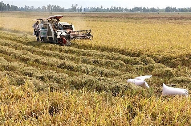Rice husks can be turned into energy. Photo: VNA