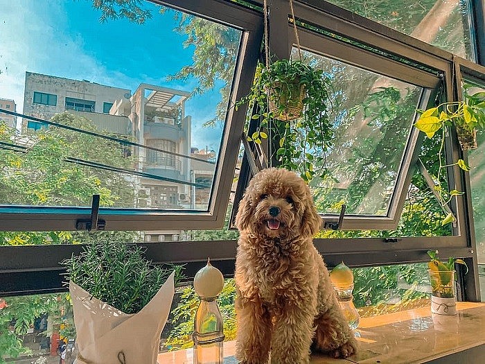 Seven Cutest Pet Cafés in Vietnam