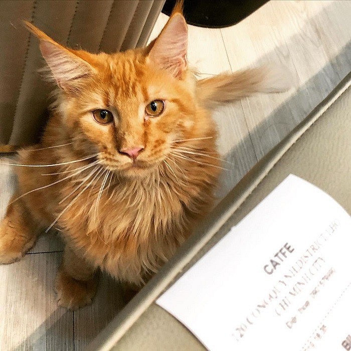 Seven Cutest Pet Cafés in Vietnam