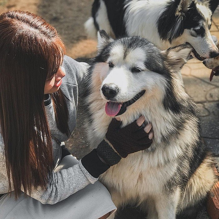 Seven Cutest Pet Cafés in Vietnam