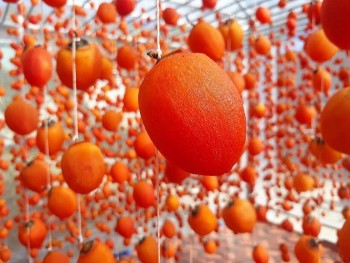 Da Lat's Deliciously Ripening Persimmon Fruits Attract Young Tourists
