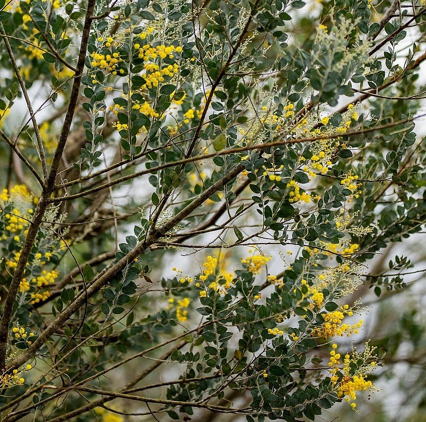 Da Lat in the Romantic Mimosa Season