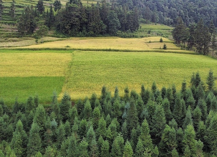 Top 3 Gorgeous Grasslands in Vietnam