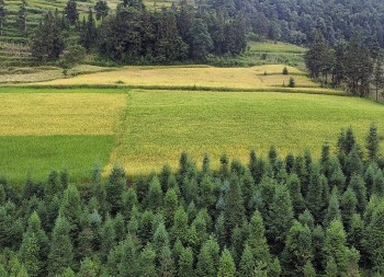Top 3 Gorgeous Grasslands in Vietnam