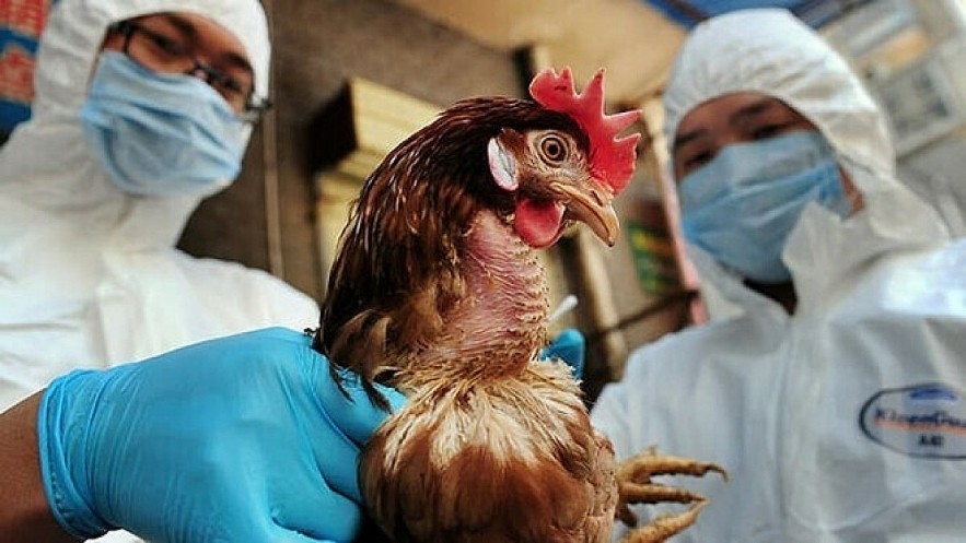 Vietnam has tightened control measures after the first avian influenza A (H5) infected was detected this week. Illustrative image