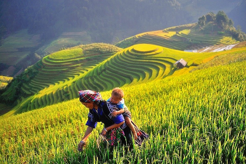 The Beauty of Hong Thai Terraced Fields in the Harvest Season