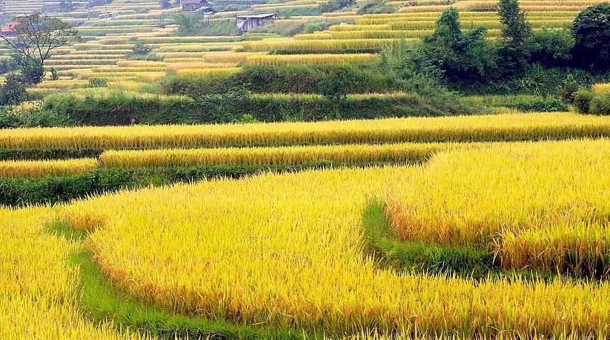The Beauty of Hong Thai Terraced Fields in the Harvest Season