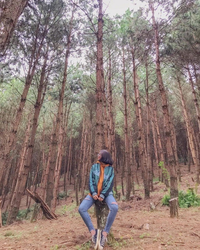 Get Lost in the Poetic and Pristine Hua Tat Pine Forest