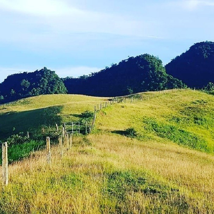 Get Lost in the Poetic and Pristine Hua Tat Pine Forest