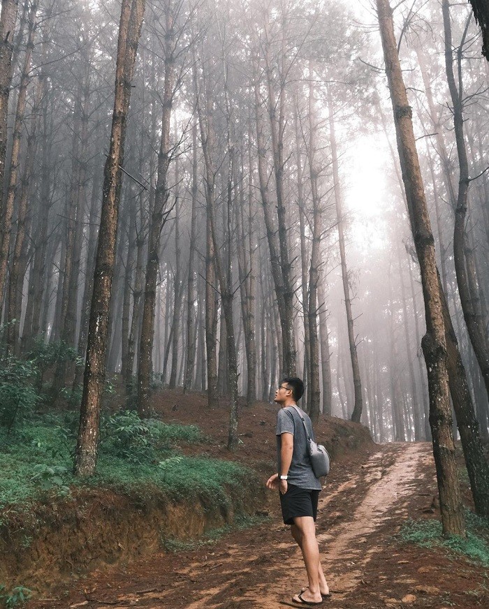 Get Lost in the Poetic and Pristine Hua Tat Pine Forest