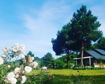 Get Lost in the Poetic and Pristine Hua Tat Pine Forest