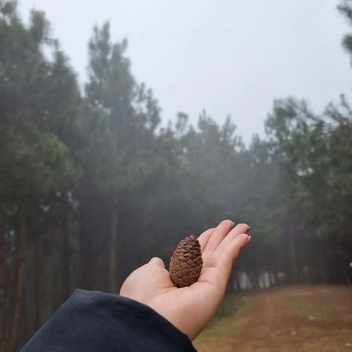 Get Lost in the Poetic and Pristine Hua Tat Pine Forest