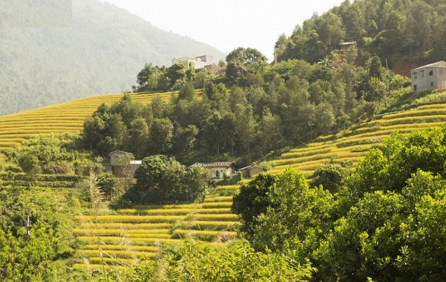 Paragliding over Binh Lieu Golden Rice Terrace Fields in Northern Vietnam