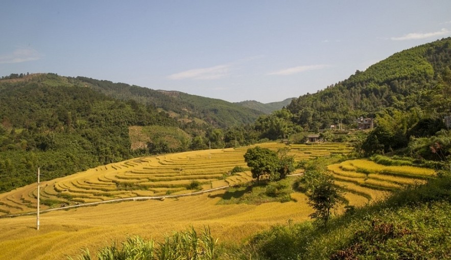 Paragliding over Binh Lieu Golden Rice Terrace Fields in Northern Vietnam