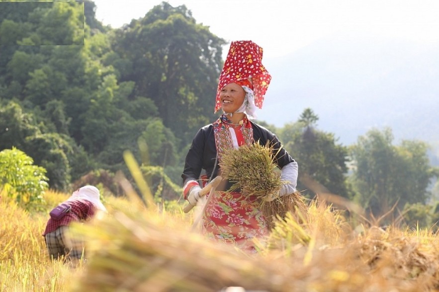 Paragliding over golden rice terrace fields in Northern Vietnam