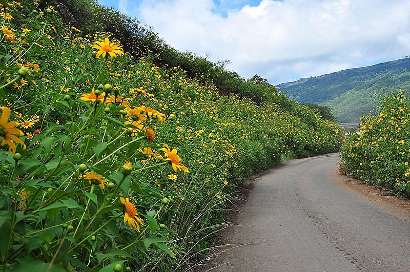 The Natural Beauty of Da Lat Wild's Sunflowers