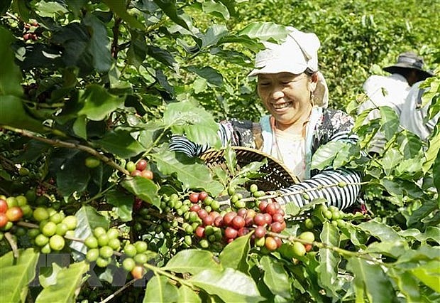 Harvesting coffee in Vietnam. Photo: VNA