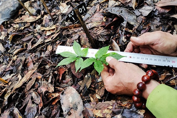 Ngoc Linh ginseng (Panax vietnamensis Ha et Grushv) has been successfully cultivated in Hon Ba Nature Reserve in the south-central province of Khanh Hoa as part of a pilot project conducted from 2019 to June 2022. Photo: VNA
