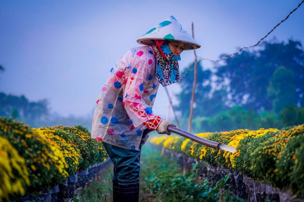 Lunar New Year in the 'Capital of Daisies'