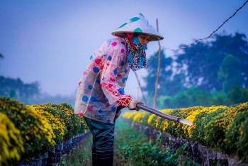 Lunar New Year in the 'Capital of Daisies'