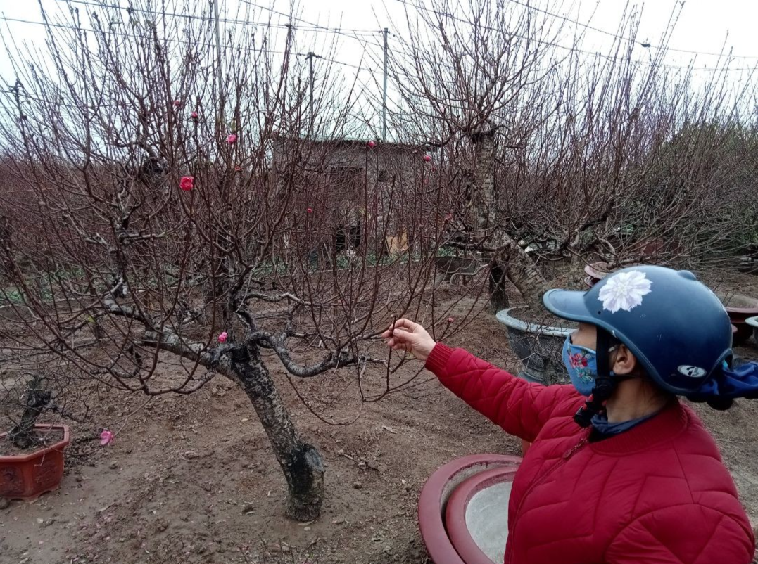 The Art, Science, and Magic of Nhat Tan's Dao Trees